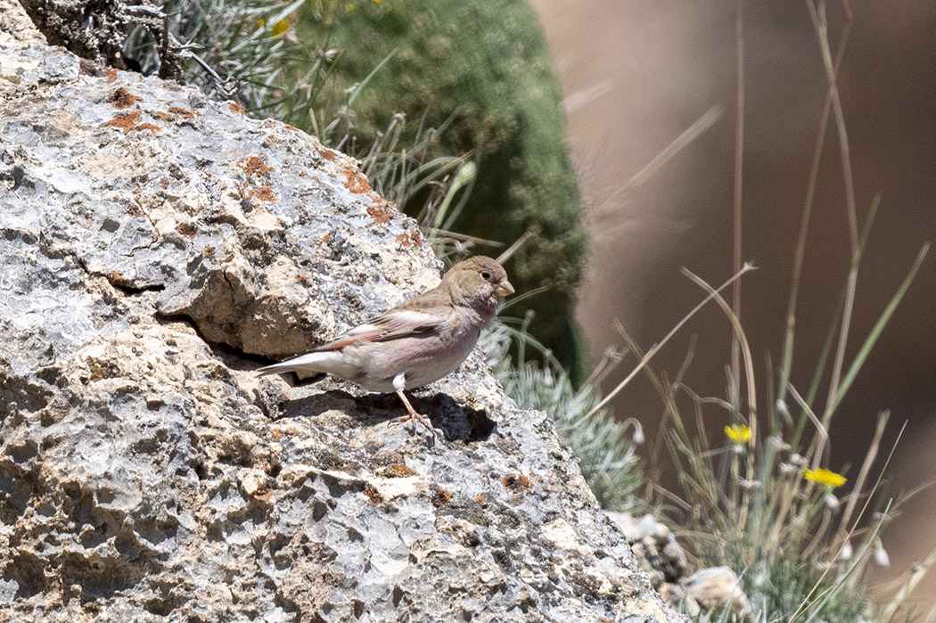 Mongolian Finch